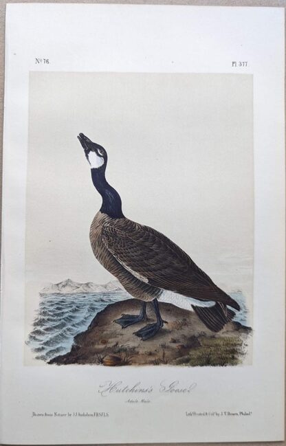 Original lithograph by John Audubon of the Hutchins's Goose / Canada Goose, 3rd Edition, plate 377