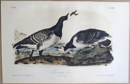 Original lithograph by John Audubon of the Bernacle Goose / Barnacle Goose, 3rd Edition, plate 378