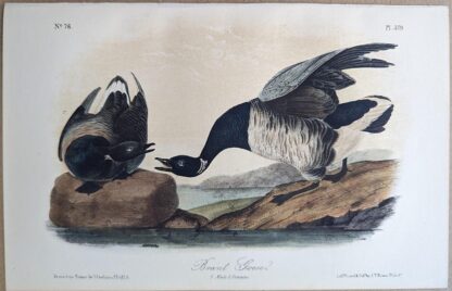 Original lithograph by John Audubon of the Brant Goose / Brant, 3rd Edition, plate 379