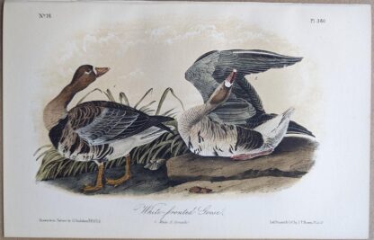 Original lithograph by John Audubon of the White-fronted Goose / Greater White-fronted Goose, 3rd Edition, plate 380