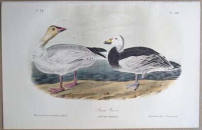 Original lithograph by John Audubon of the Snow Goose, 3rd Edition, plate 381