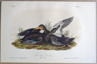 Original lithograph by John Audubon of the Duskey Duck / American Black Duck, 3rd Edition, plate 386