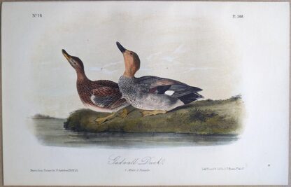 Original lithograph by John Audubon of the Gadwall Duck / Gadwall, 3rd Edition, plate 388