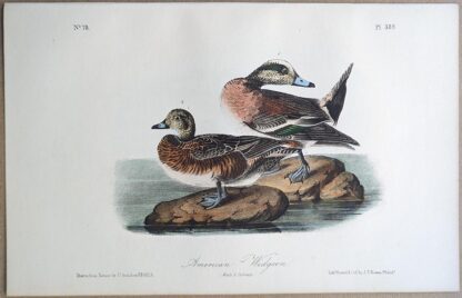 Original lithograph by John Audubon of the American Widgeon, 3rd Edition, plate 389