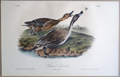 Original lithograph by John Audubon of the Pintail Duck / Northern Pintail, 3rd Edition, plate 390