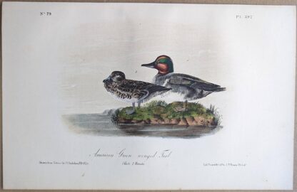 Original lithograph by John Audubon of the American Green-winged Teal / Green-winged Teal, 3rd Edition, plate 392