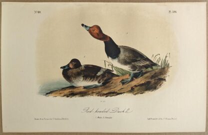Original lithograph by John Audubon of the Red headed Duck / Redhead, 3rd Edition, plate 396
