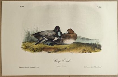 Original lithograph by John Audubon of the Scaup Duck / Greater Scaup, 3rd Edition, plate 397