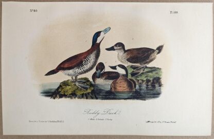 Original lithograph by John Audubon of the Ruddy Duck, 3rd Edition, plate 399