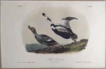 Original lithograph by John Audubon of the Pied Duck / Labrador Duck, 3rd Edition, plate 400