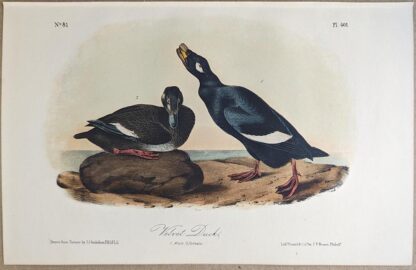 Original lithograph by John Audubon of the Velvet Duck / White-winged Scoter, 3rd Edition, plate 401
