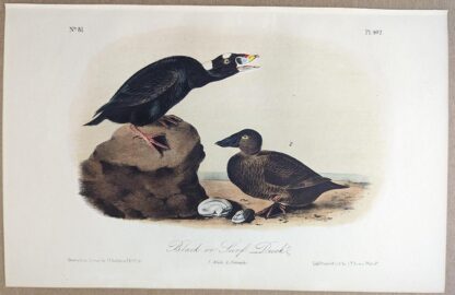 Original lithograph by John Audubon of the Black or Surf Duck / Surf Scoter, 3rd Edition, plate 402
