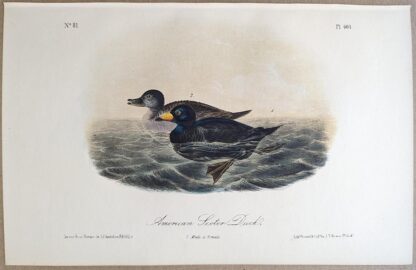 Original lithograph by John Audubon of the American Scoter Duck / Black Scoter, 3rd Edition, plate 403