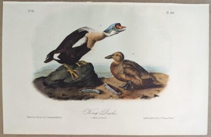 Original lithograph by John Audubon of the King Duck / King Eider, 3rd Edition, plate 404