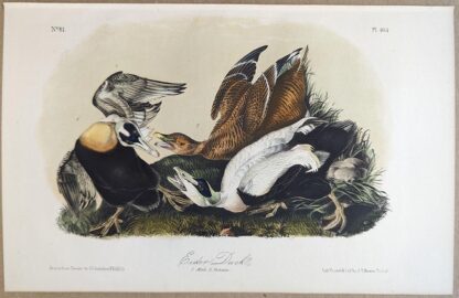 Original lithograph by John Audubon of the Eider Duck / Common Eider, 3rd Edition, plate 405