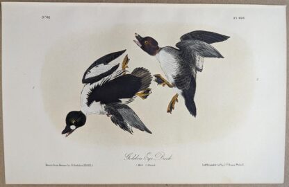 Original lithograph by John Audubon of the Golden Eye Duck / Common Goldeneye, 3rd Edition, plate 406