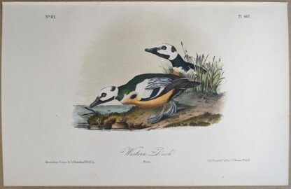 Original lithograph by John Audubon of the Western Duck / Steller's Eider, 3rd Edition, plate 407