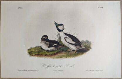 Original lithograph by John Audubon of the Buffel-headed Duck / Bufflehead, 3rd Edition, plate 408