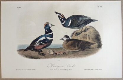 Original lithograph by John Audubon of the Harlequin Duck, 3rd Edition, plate 409