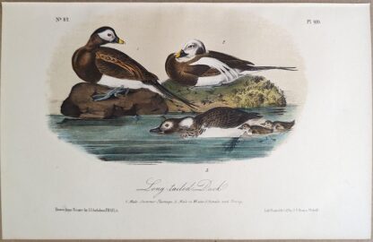 Original lithograph by John Audubon of the Long-tailed Duck / Oldsquaw, 3rd Edition, plate 410