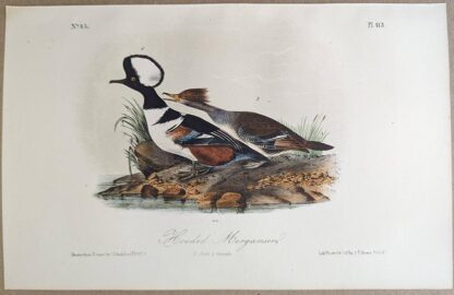 Original lithograph by John Audubon of the Hooded Merganser, 3rd Edition, plate 413