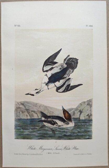 Original lithograph by John Audubon of the White Merganser Smew, White Nun / Smew, 3rd Edition, plate 414