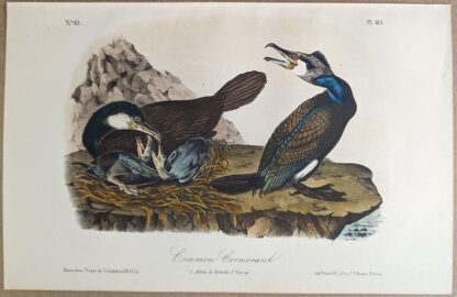 Original lithograph by John Audubon of the Common Cormorant / Great Cormorant, 3rd Edition, plate 415