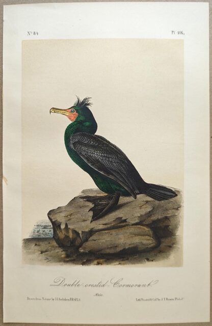 Original lithograph by John Audubon of the Double-crested Cormorant, 3rd Edition, plate 416