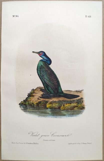 Original lithograph by John Audubon of the Violet-green Cormorant / Pelagic Cormorant, 3rd Edition, plate 419
