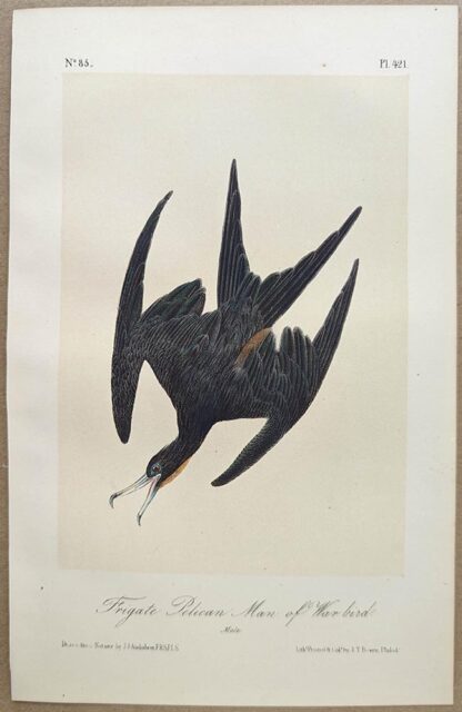 Original lithograph by John Audubon of the Frigate Pelican Man of War Bird / Magnificent Frigatebird, 3rd Edition, plate 421