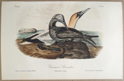 Original lithograph by John Audubon of the Common Gannet / Northern Gannet, 3rd Edition, plate 425