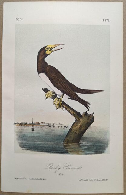 Original lithograph by John Audubon of the Booby Gannet / Brown Booby, 3rd Edition, plate 426