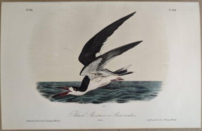 Original lithograph by John Audubon of the Black Skimmer or Shearwater / Black Skimmer, 3rd Edition, plate 428