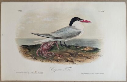 Original lithograph by John Audubon of the Cayenne Tern / Royal Tern, 3rd Edition, plate 429