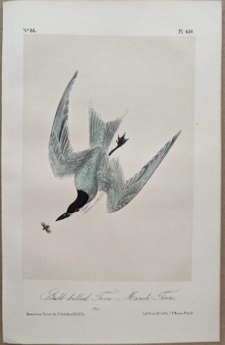 Original lithograph by John Audubon of the Gull-billed Tern - Marsh Tern / Gull-billed Tern, 3rd Edition, plate 430