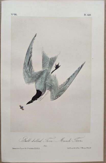 Original lithograph by John Audubon of the Gull-billed Tern - Marsh Tern / Gull-billed Tern, 3rd Edition, plate 430