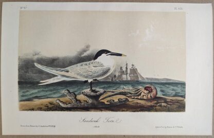 Original lithograph by John Audubon of the Sandwich Tern, 3rd Edition, plate 431
