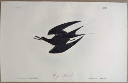 Original lithograph by John Audubon of the Sooty Tern, 3rd Edition, plate 432