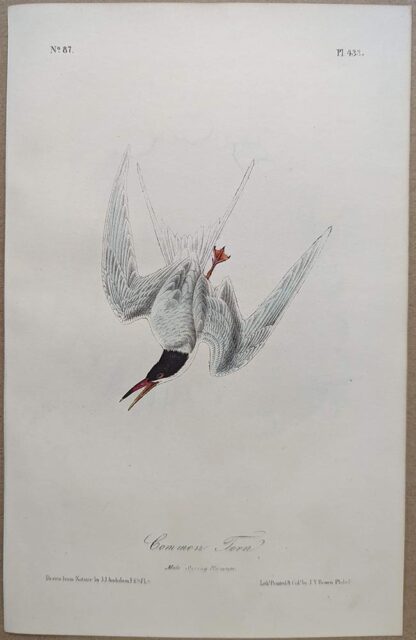 Original lithograph by John Audubon of the Common Tern, 3rd Edition, plate 433