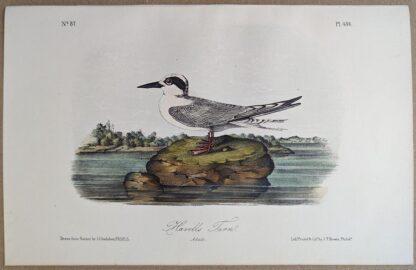 Original lithograph by John Audubon of the Havells Tern / Forster's Tern, 3rd Edition, plate 434