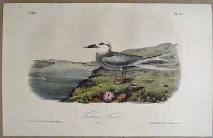 Original lithograph by John Audubon of the Trudeau's Tern, 3rd Edition, plate 435