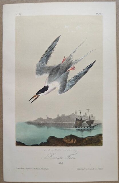Original lithograph by John Audubon of the Roseate Tern, 3rd Edition, plate 437