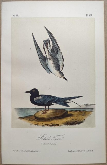 Original lithograph by John Audubon of the Black Tern, 3rd Edition, plate 438