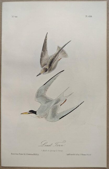 Original lithograph by John Audubon of the Least Tern, 3rd Edition, plate 439