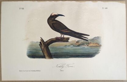 Original lithograph by John Audubon of the Noddy Tern / Brown Noddy, 3rd Edition, plate 440