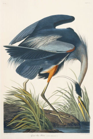 Great Blue Heron, Audubon Essex Edition