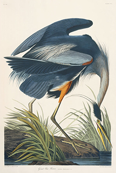Audubon - Essex Edition (measures 17 1/2" x 26")
